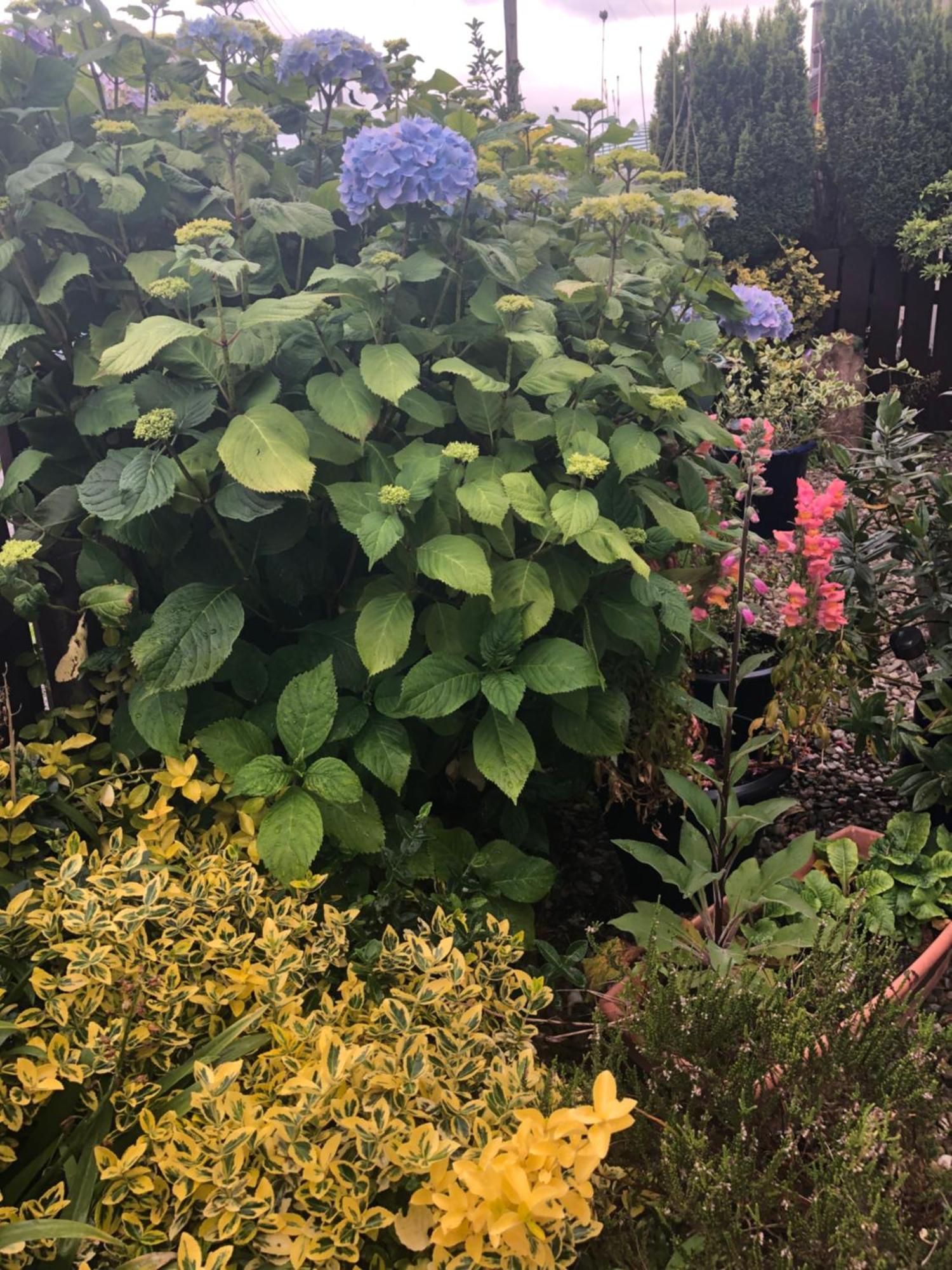 Ponderosea Cottage Free Gated Parking M1 & City Location, Wood Stove Lisburn Eksteriør billede